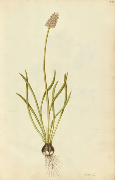 Muscari botryoides. Grape hyacinth av Jacques Le Moyne de Morgues