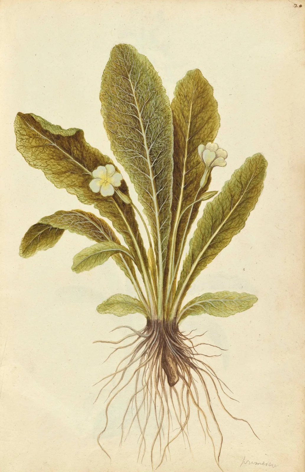 Primula vulgaris. Primrose av Jacques Le Moyne de Morgues
