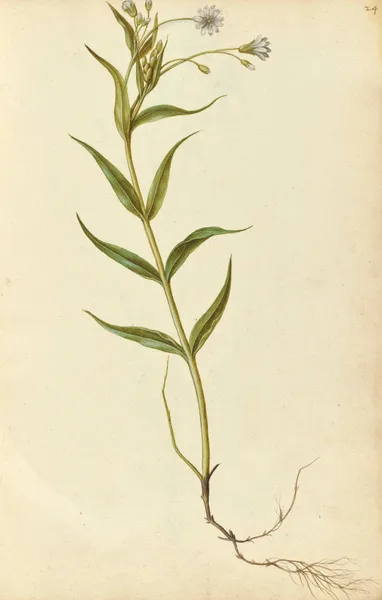 Stellaria holostea. Stitchwort av Jacques Le Moyne de Morgues