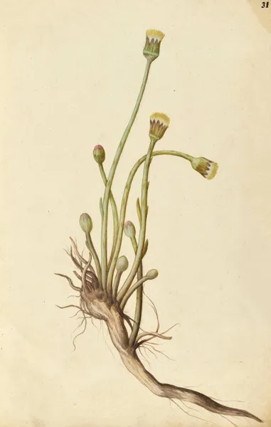 Tussilago farfara. Coltsfoot av Jacques Le Moyne de Morgues