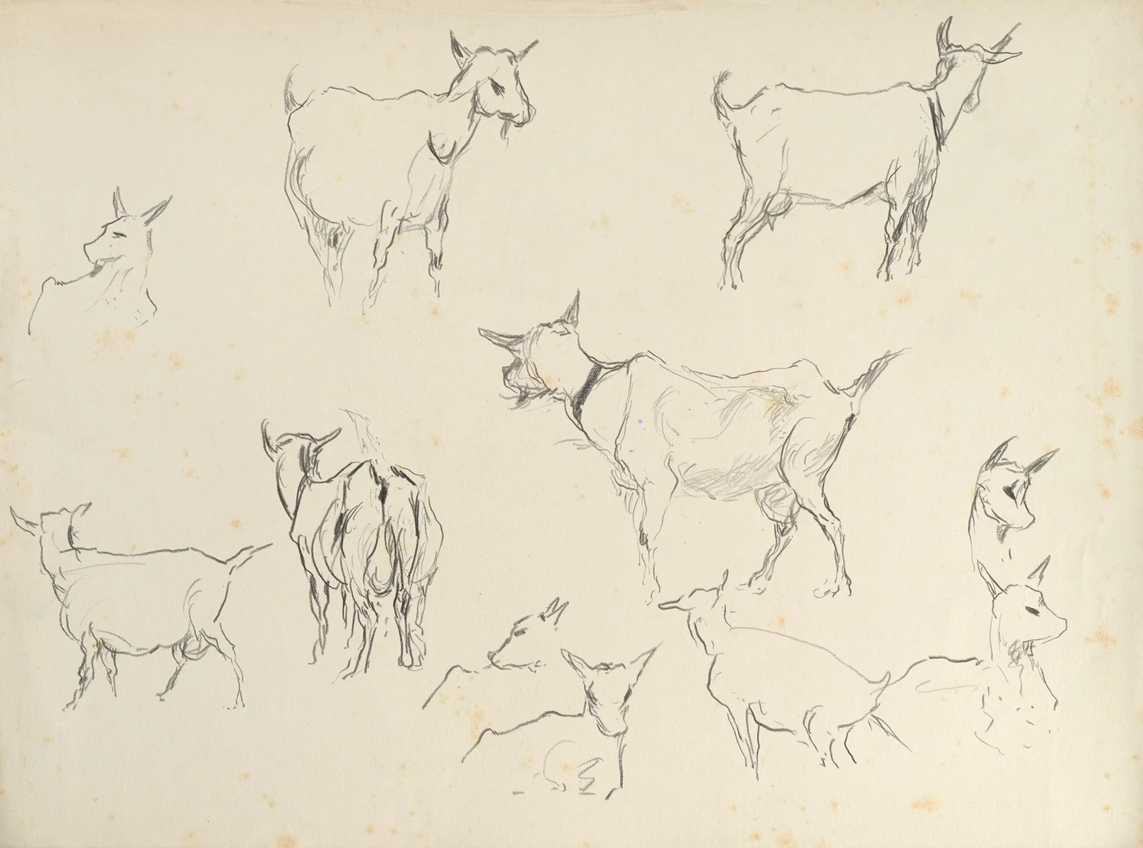 Goats (study) (20th century) av Rodolphe De Saegher
