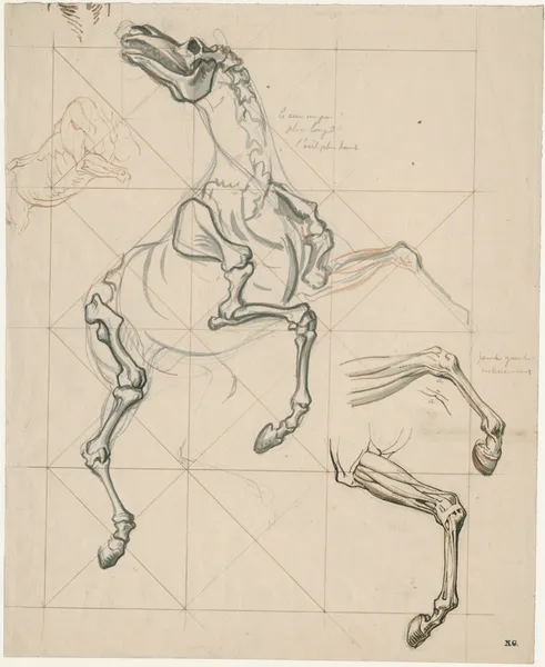Anatomische studies v.e. steigerend paard: met tekst av David Humbert de Superville