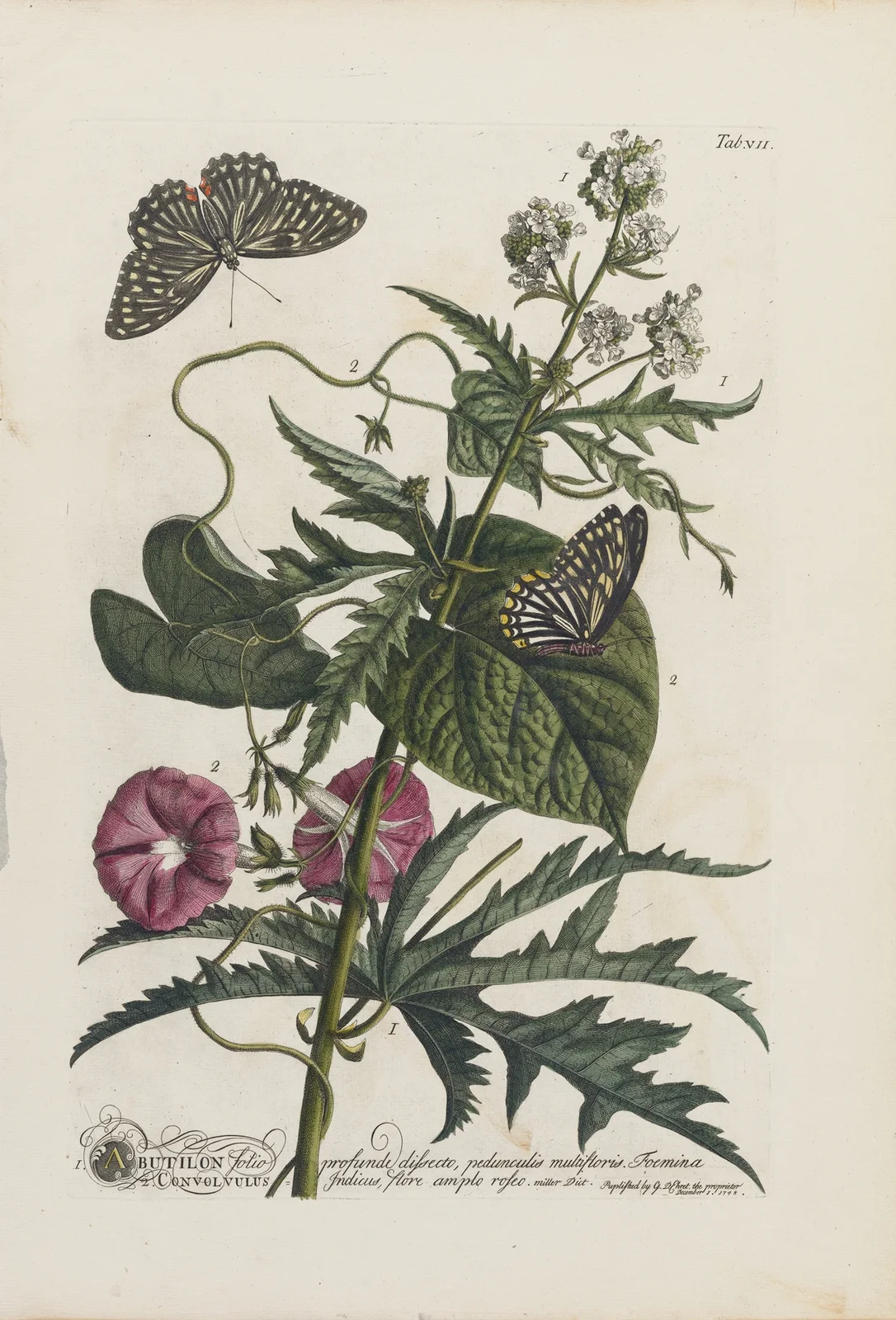 1.Abutilon 2.Convolvulus av Georg Dionysius Ehret