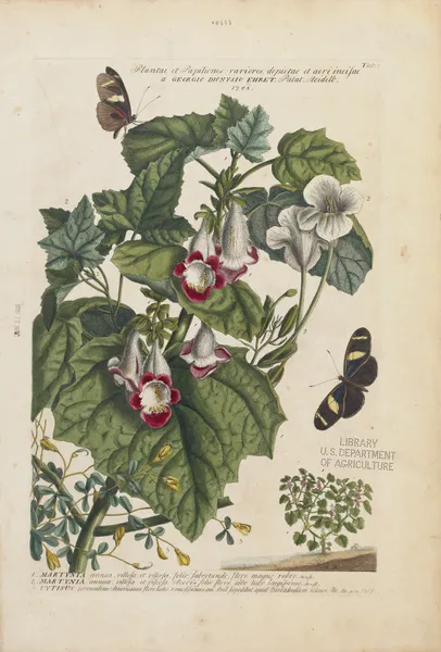 1. Martynia 2.Martynia 3.Cytisus av Georg Dionysius Ehret