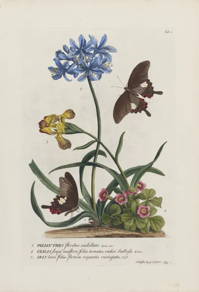 1.Polianthes 2.Oxalis 3.Iris av Georg Dionysius Ehret