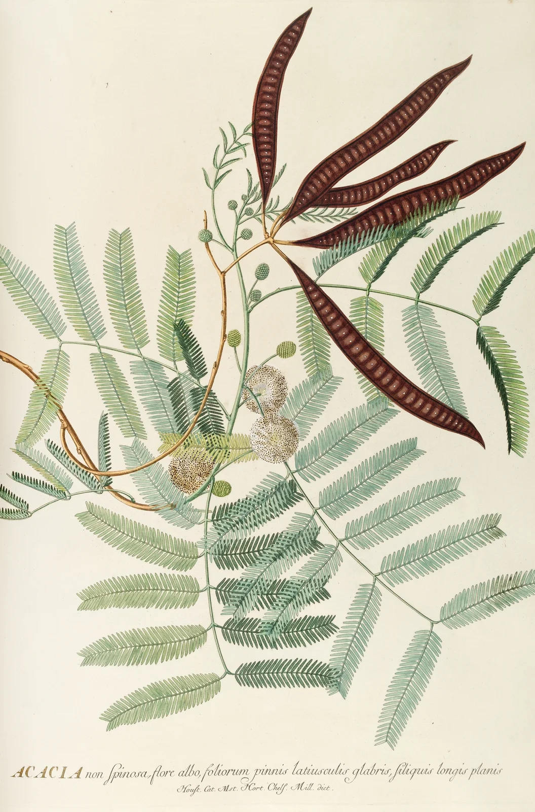 Acacia av Georg Dionysius Ehret