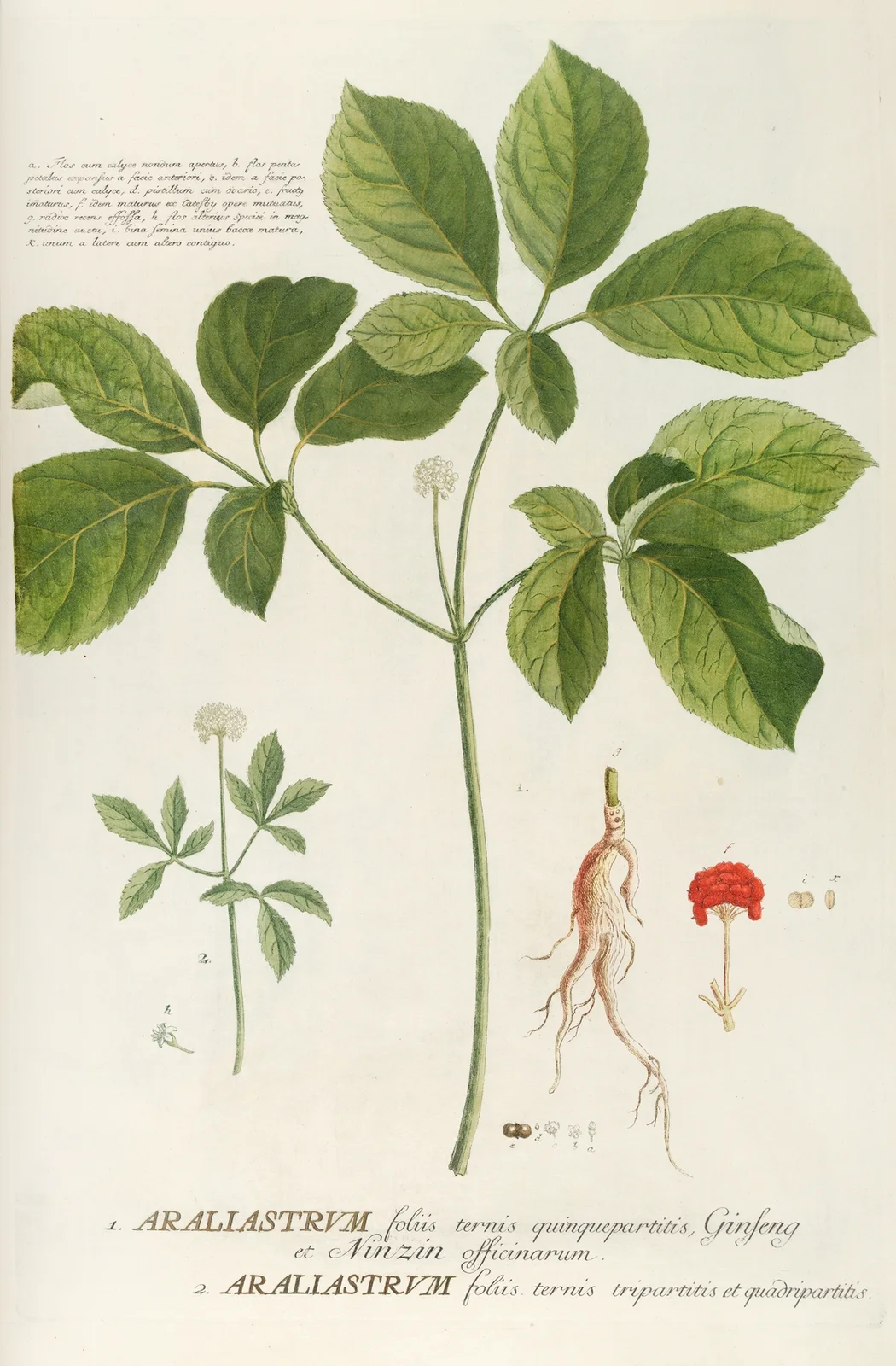 Araliastrum av Georg Dionysius Ehret