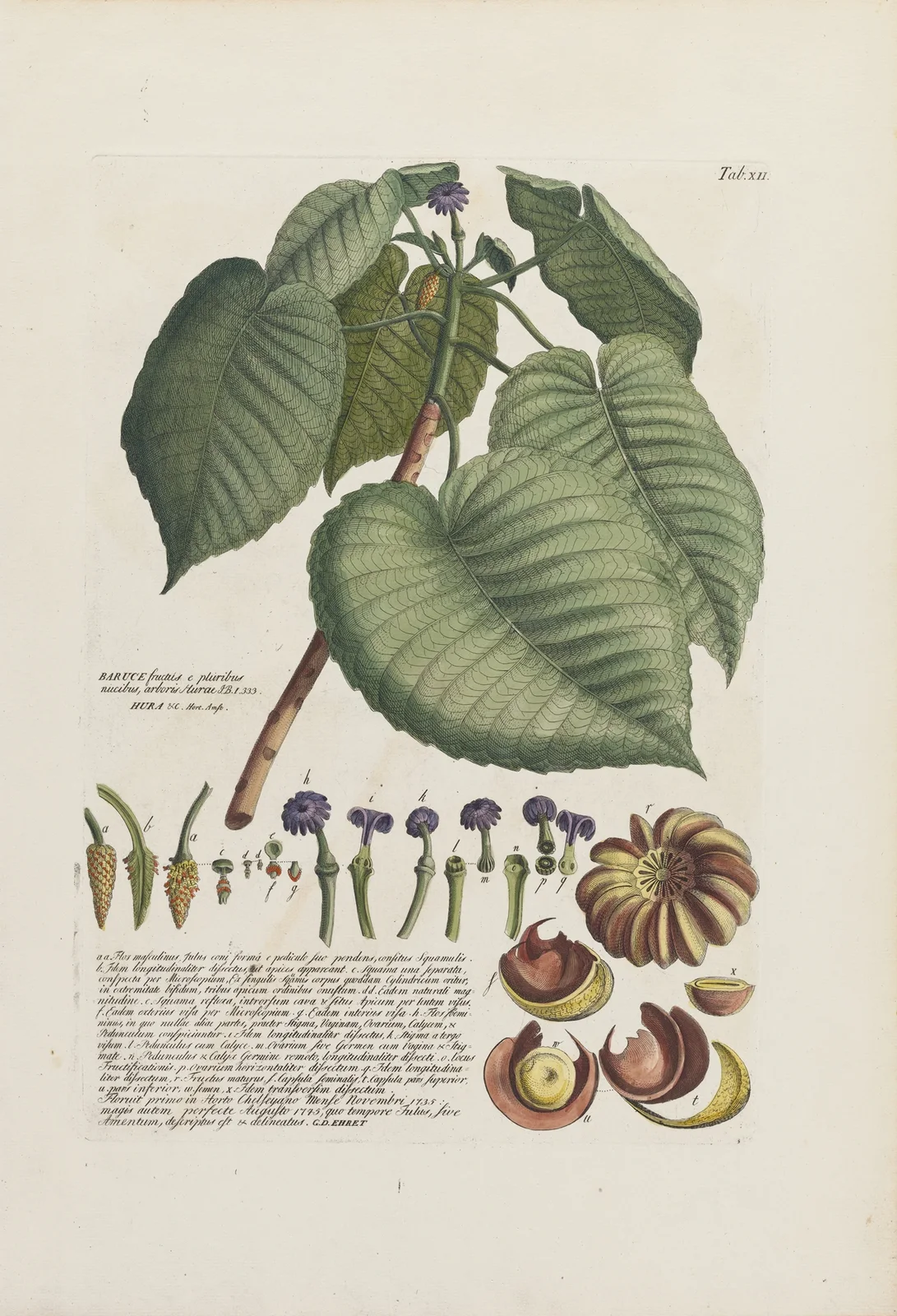 Baruce av Georg Dionysius Ehret