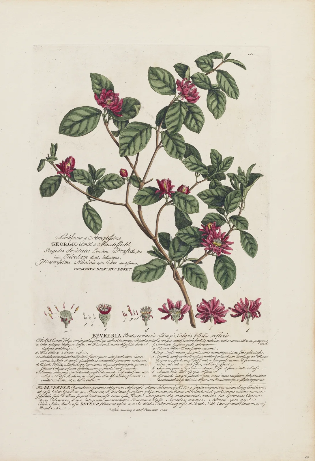 Bevreria av Georg Dionysius Ehret