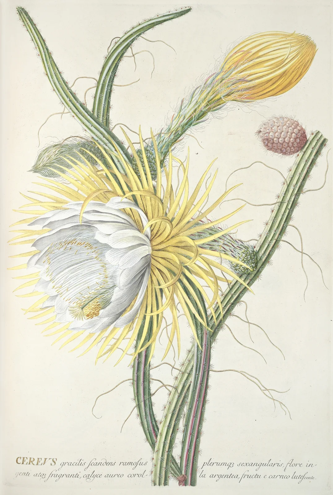 Cereus III av Georg Dionysius Ehret