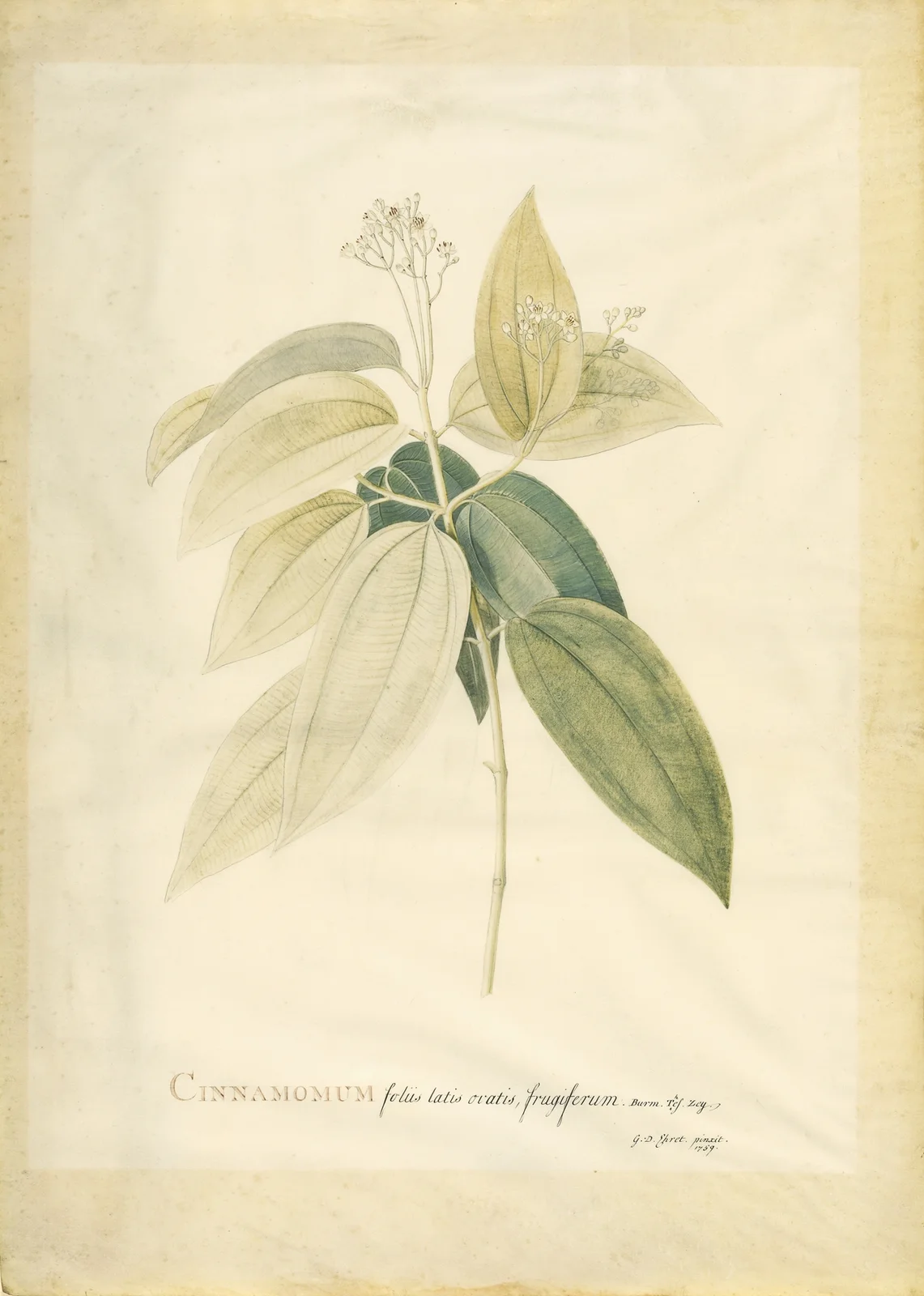 Cinnamomum av Georg Dionysius Ehret