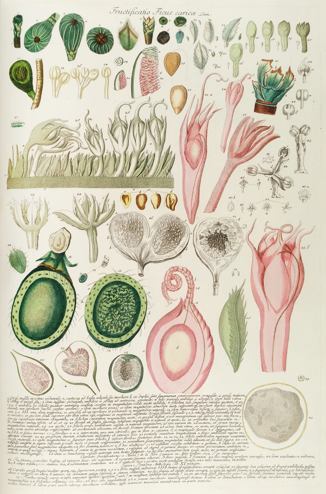 Ficus III av Georg Dionysius Ehret