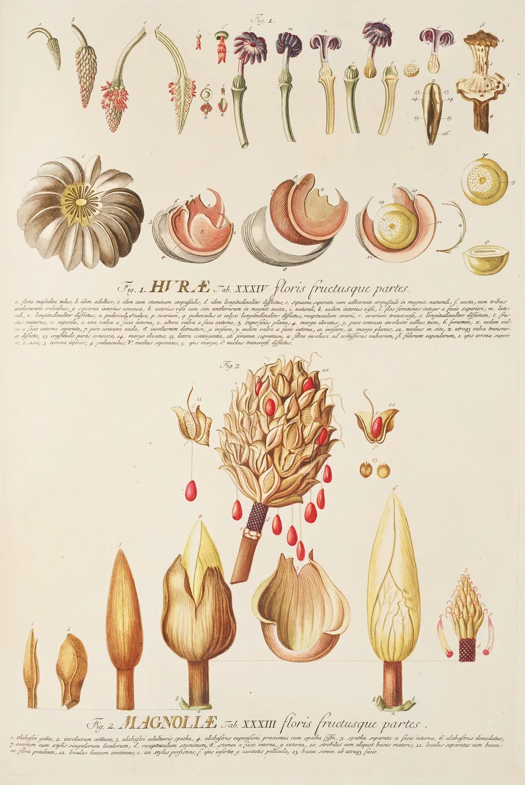 Hurae Magnoliae av Georg Dionysius Ehret