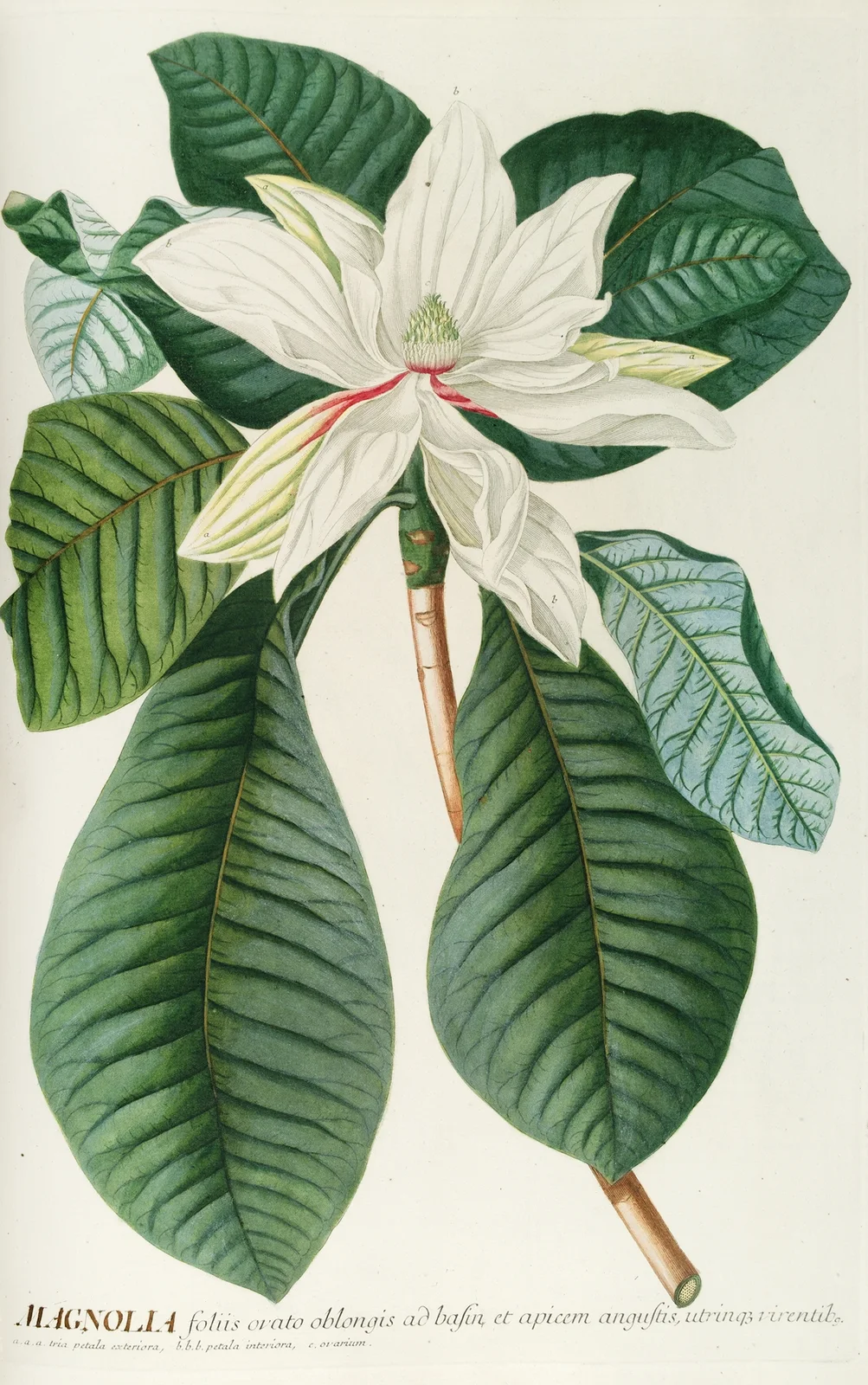 Magnolia III av Georg Dionysius Ehret