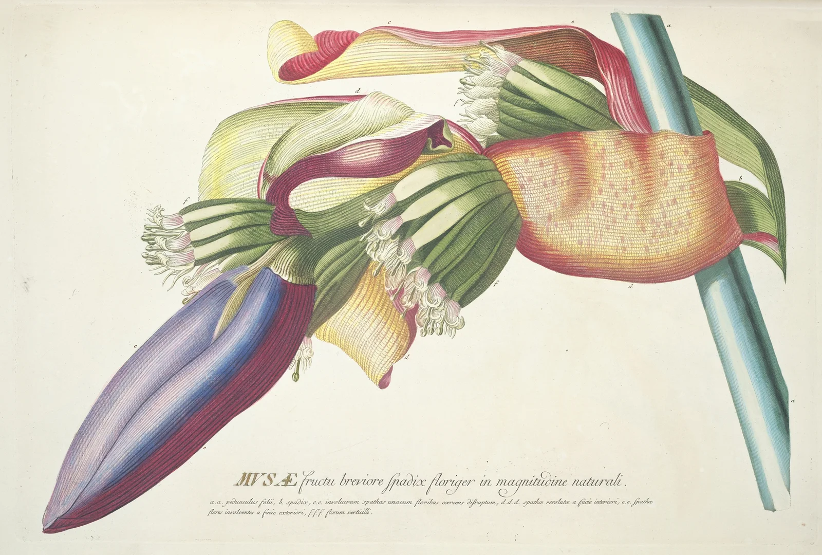 Musae III av Georg Dionysius Ehret