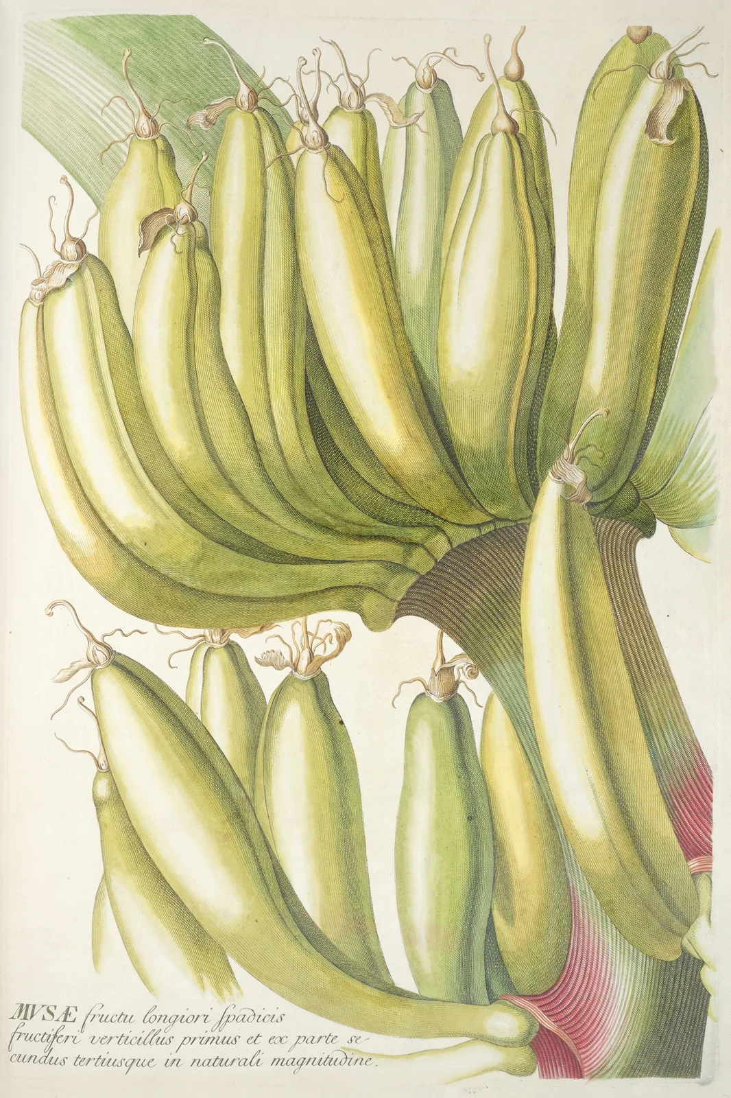 Musae av Georg Dionysius Ehret