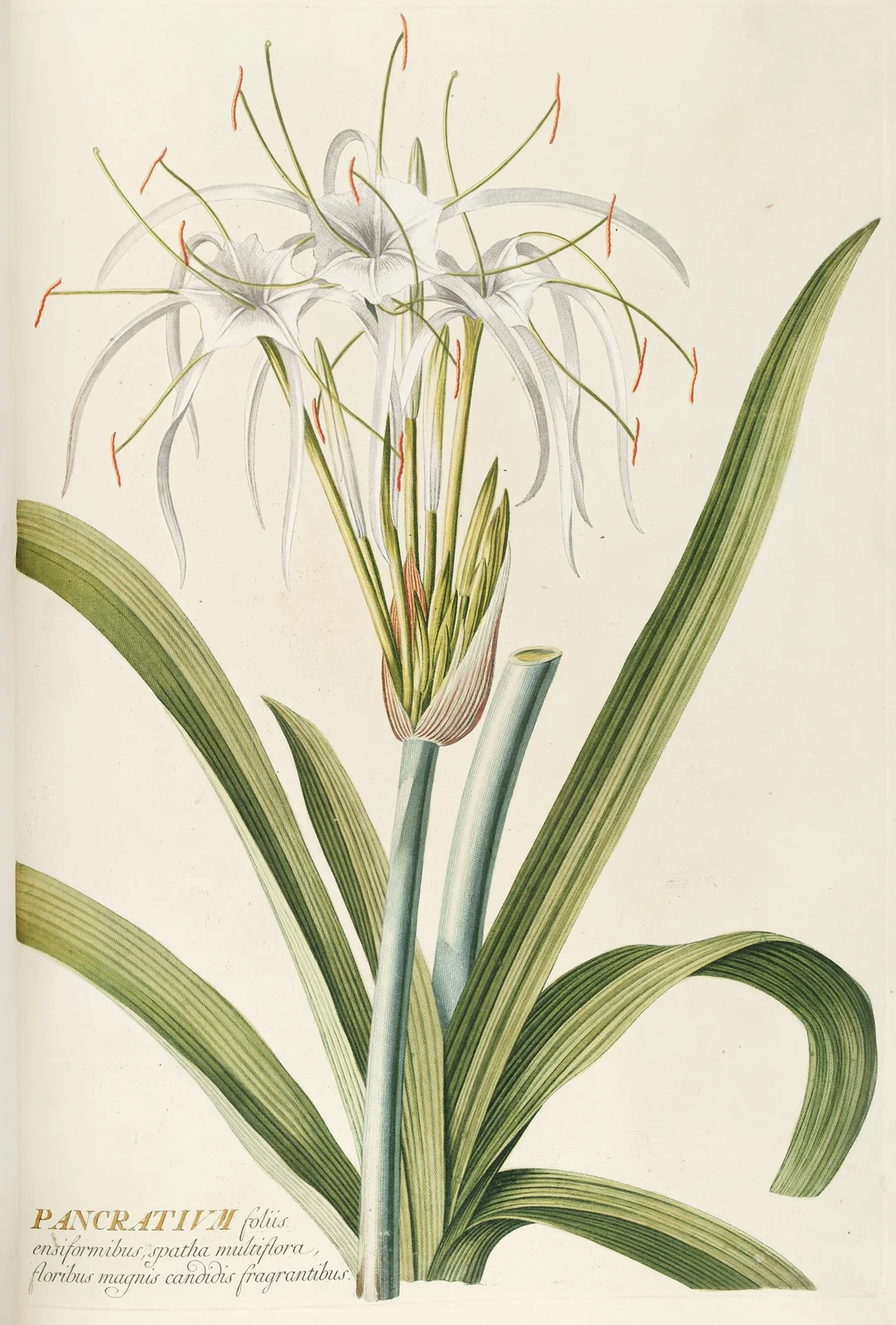 Pancratium av Georg Dionysius Ehret