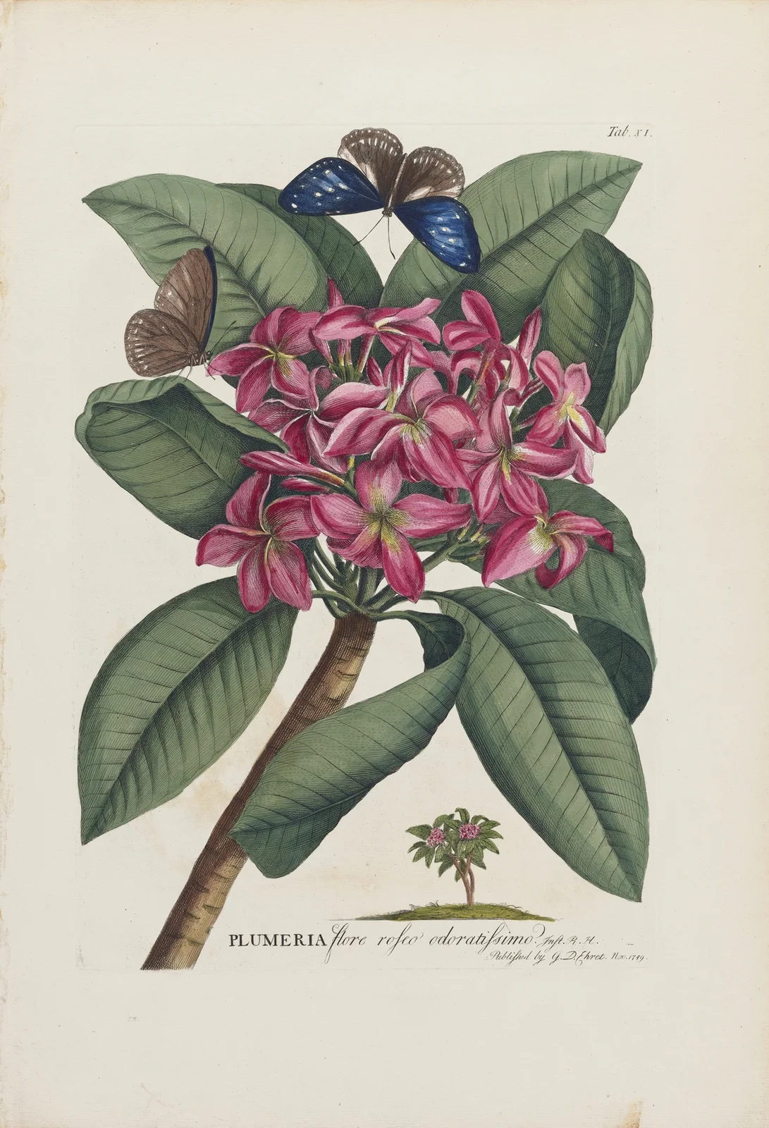 Plumeria av Georg Dionysius Ehret