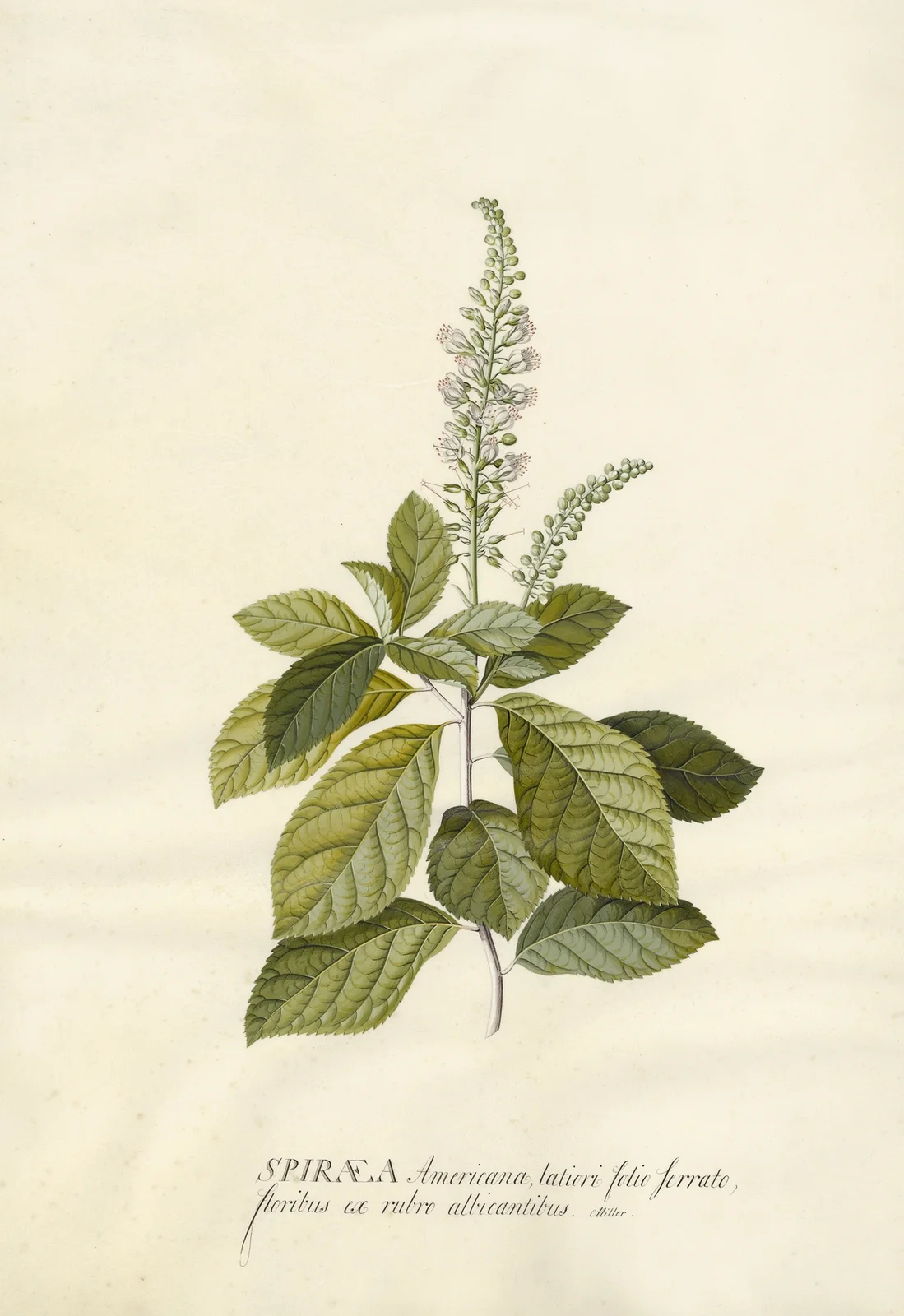 Spiraea av Georg Dionysius Ehret