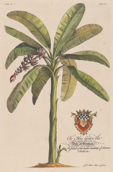 The Banana Tree av Georg Dionysius Ehret