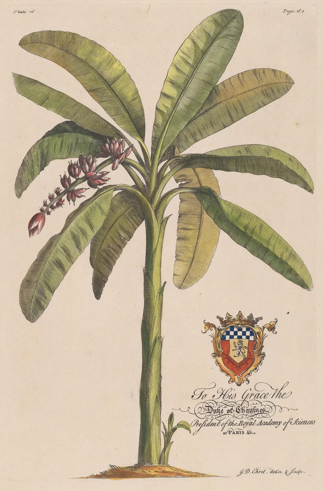 The Banana Tree av Georg Dionysius Ehret