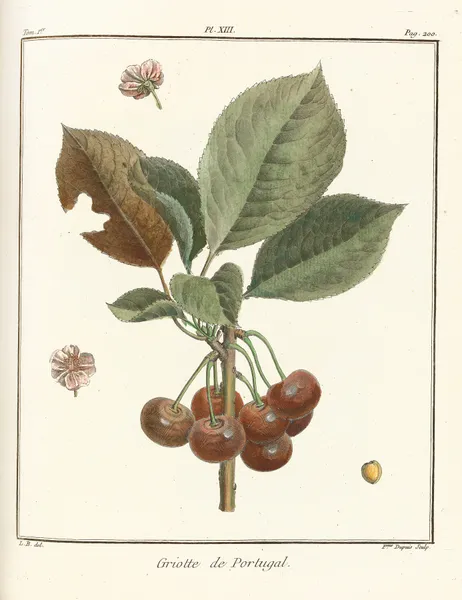 Traité des arbres fruitiers Pl.24 av Henri-Louis Duhamel du Monceau