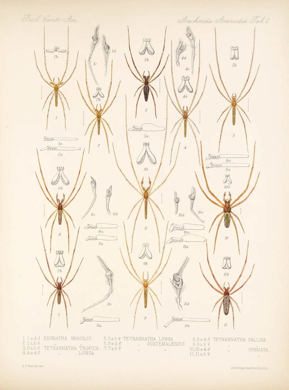 Arachnida Araneidea Pl 02 av Frederick DuCane Godman