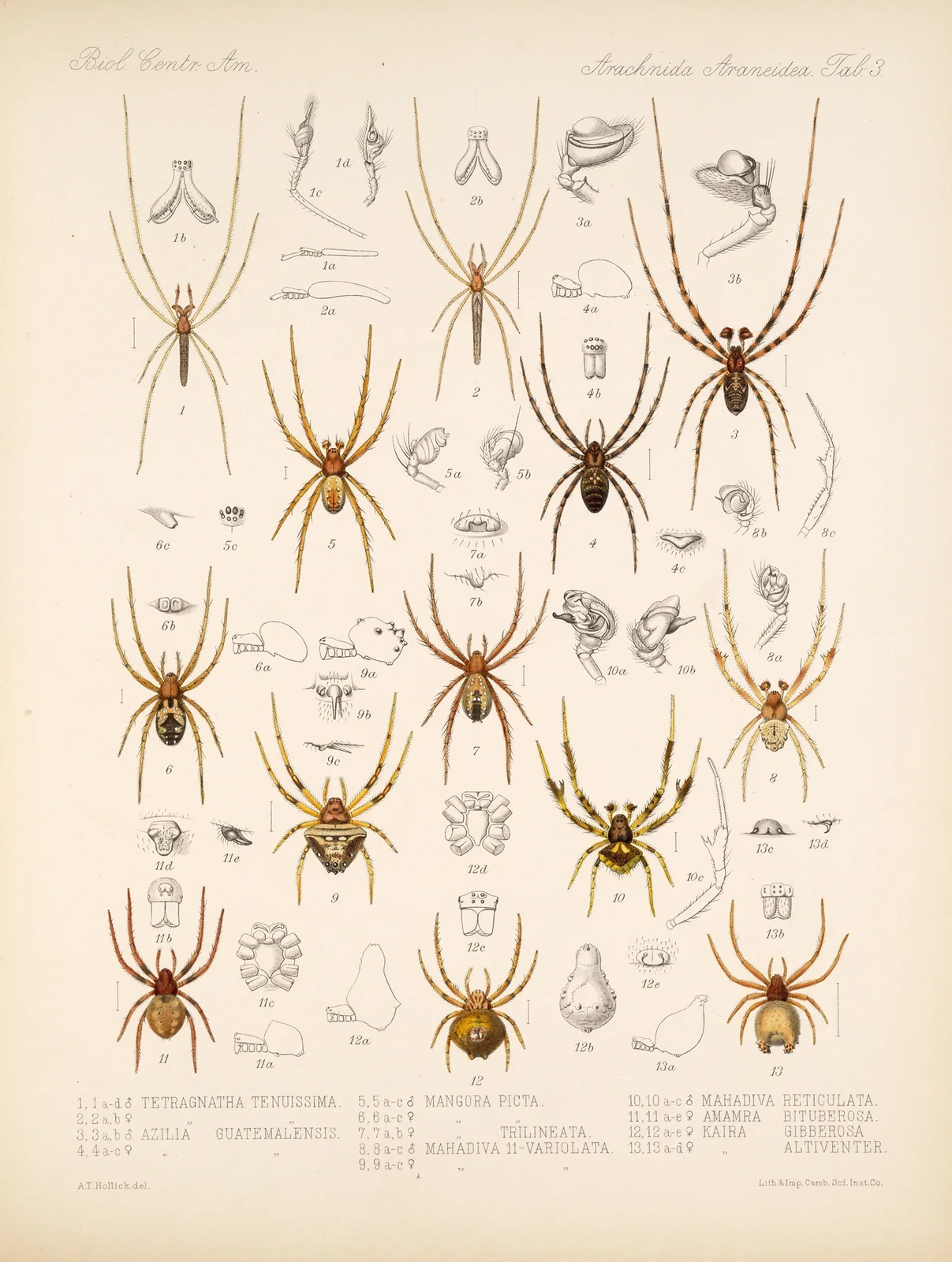 Arachnida Araneidea Pl 03 av Frederick DuCane Godman
