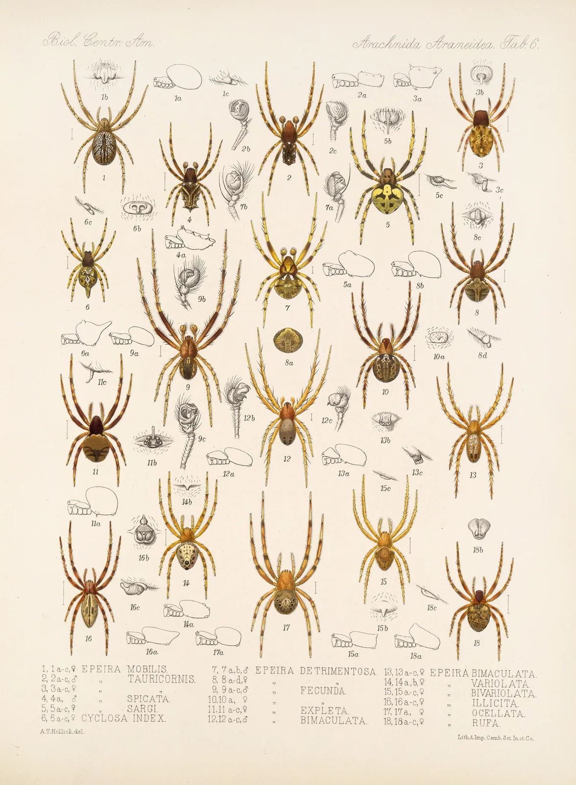 Arachnida Araneidea Pl 06 av Frederick DuCane Godman