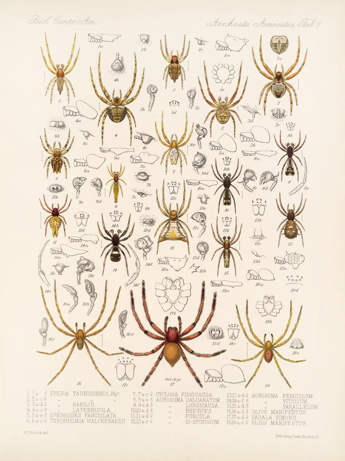 Arachnida Araneidea Pl 08 av Frederick DuCane Godman