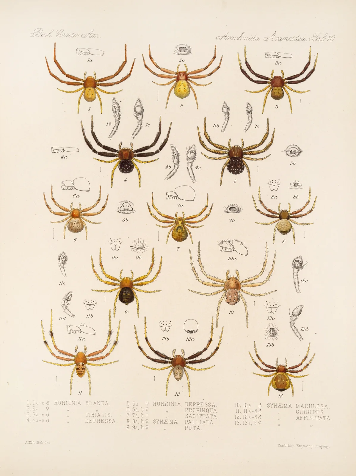 Arachnida Araneidea Pl 10 av Frederick DuCane Godman