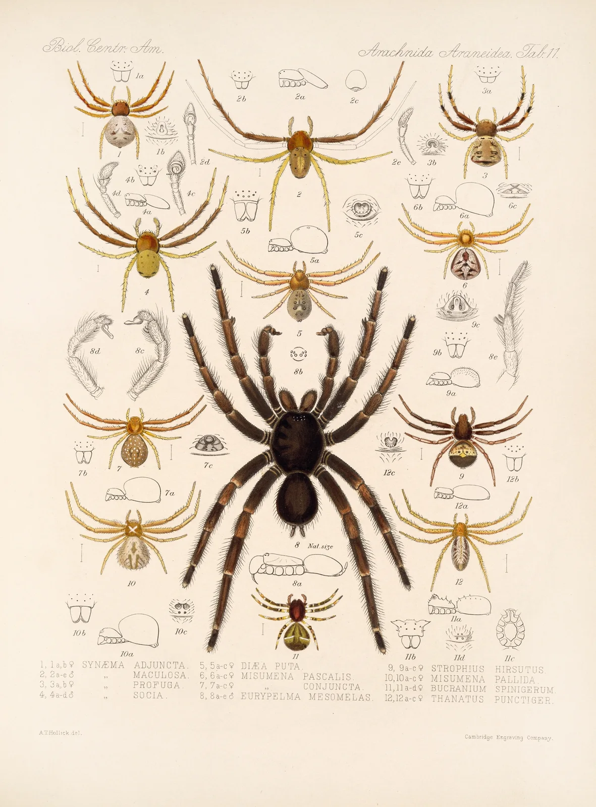 Arachnida Araneidea Pl 11 av Frederick DuCane Godman