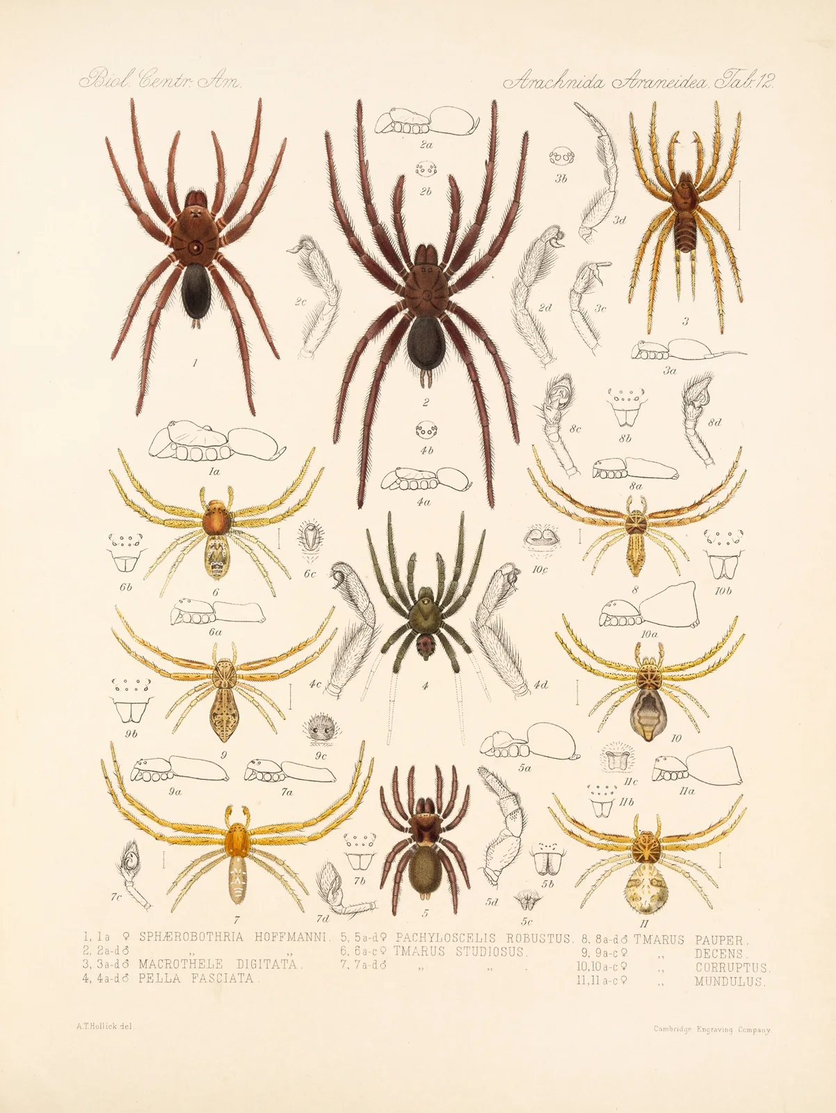 Arachnida Araneidea Pl 12 av Frederick DuCane Godman