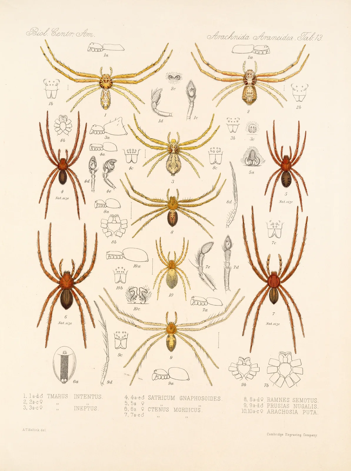 Arachnida Araneidea Pl 13 av Frederick DuCane Godman