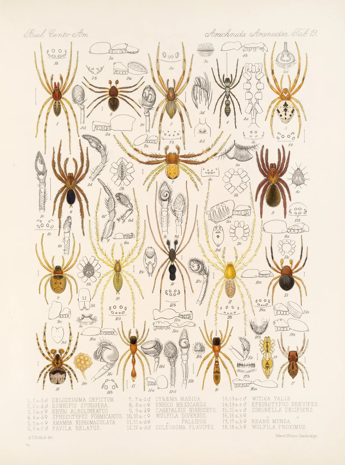 Arachnida Araneidea Pl 19 av Frederick DuCane Godman