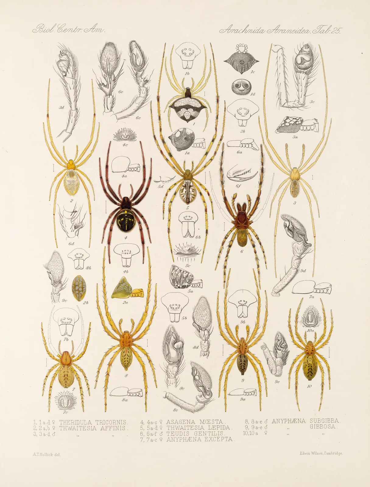 Arachnida Araneidea Pl 25 av Frederick DuCane Godman