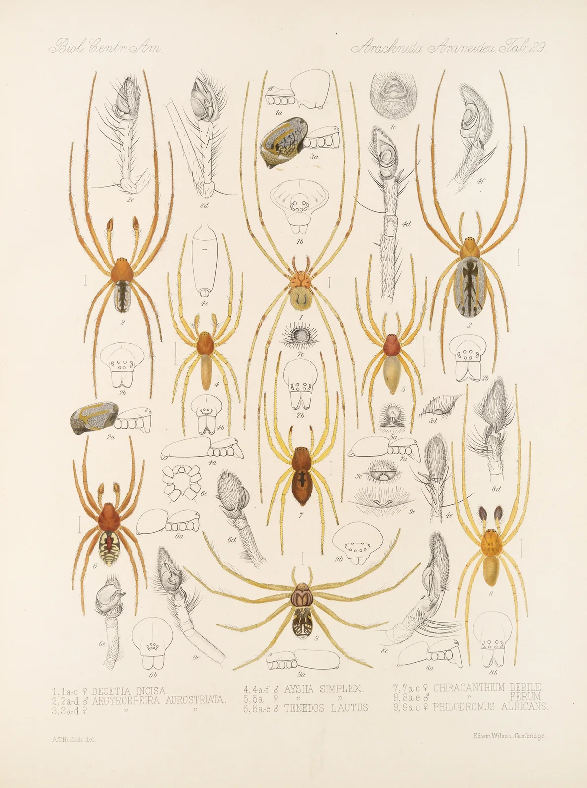 Arachnida Araneidea Pl 29 av Frederick DuCane Godman