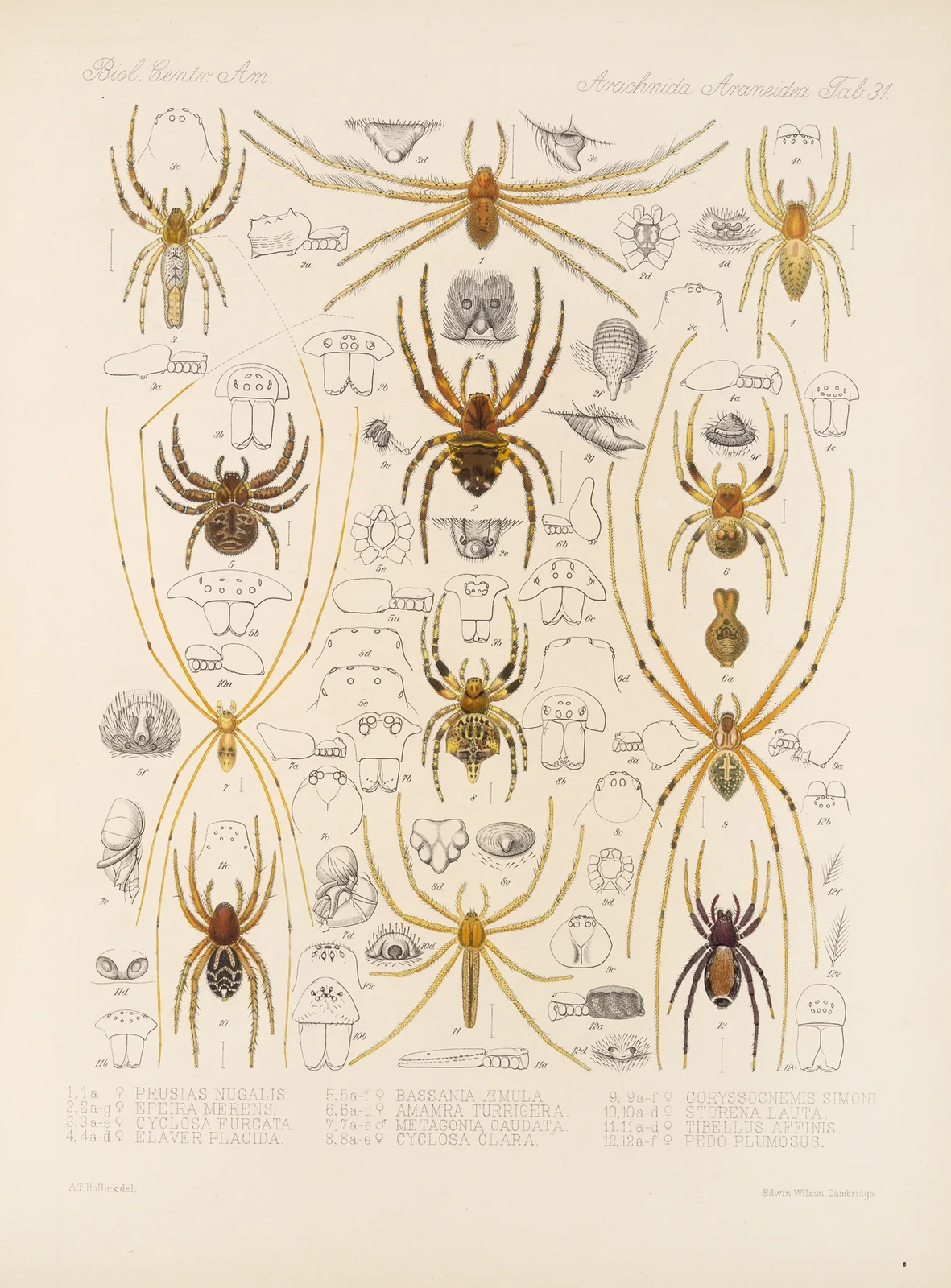 Arachnida Araneidea Pl 31 av Frederick DuCane Godman
