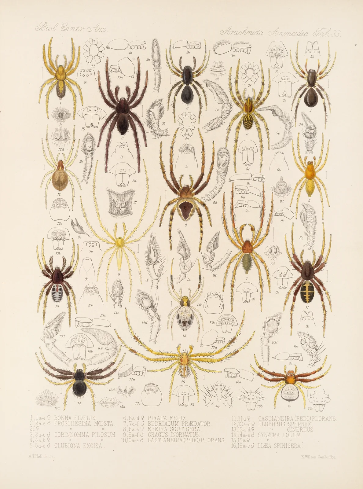 Arachnida Araneidea Pl 33 av Frederick DuCane Godman