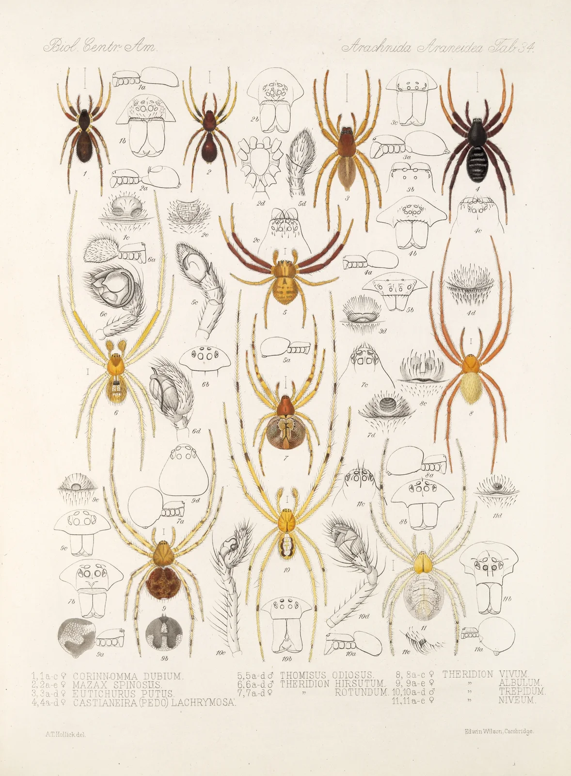 Arachnida Araneidea Pl 34 av Frederick DuCane Godman