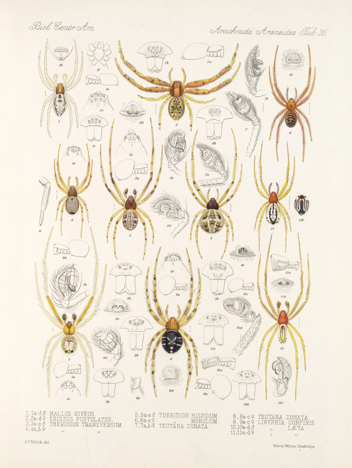 Arachnida Araneidea Pl 35 av Frederick DuCane Godman
