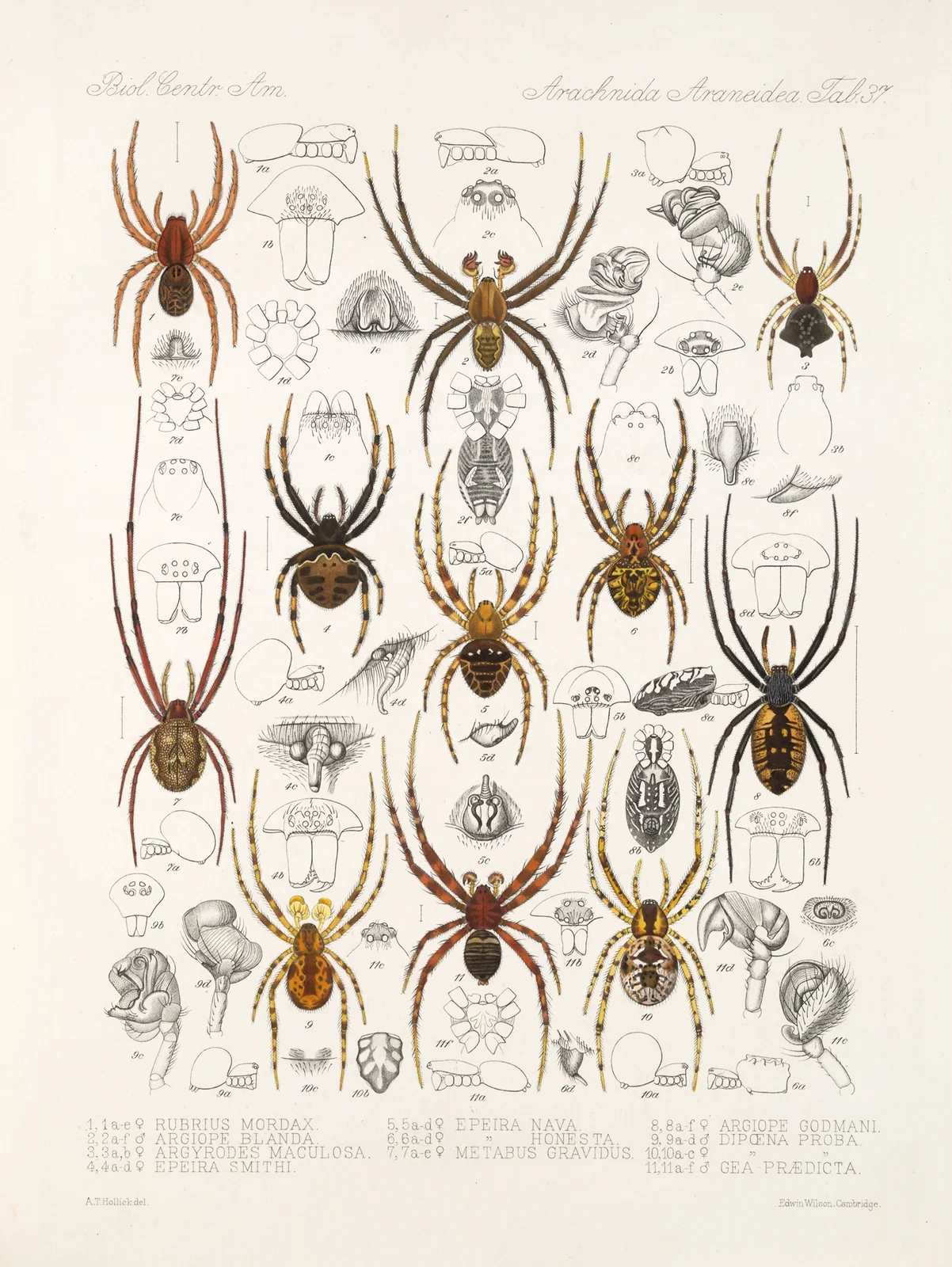 Arachnida Araneidea Pl 37 av Frederick DuCane Godman