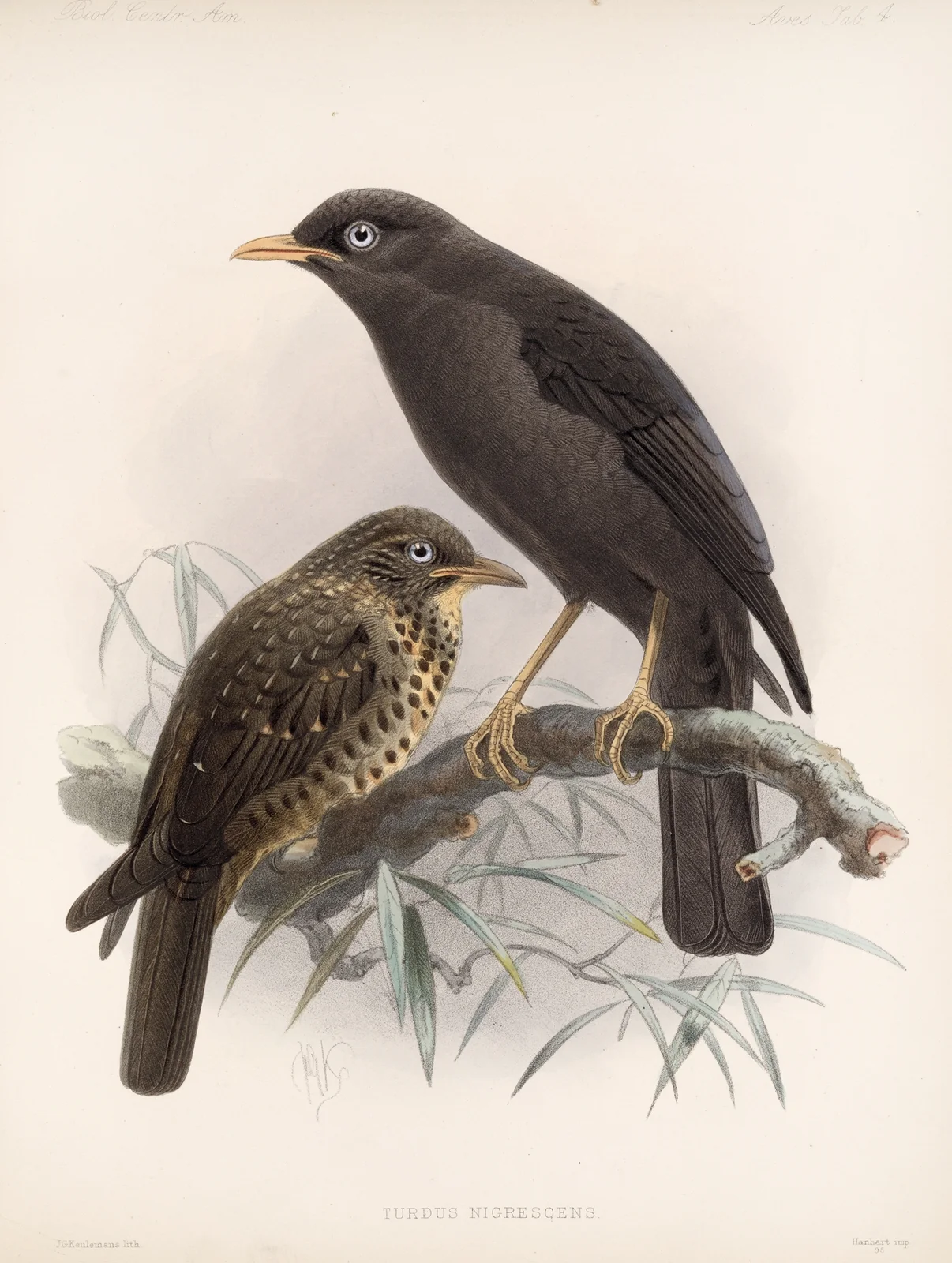 Aves Pl 04 av Frederick DuCane Godman
