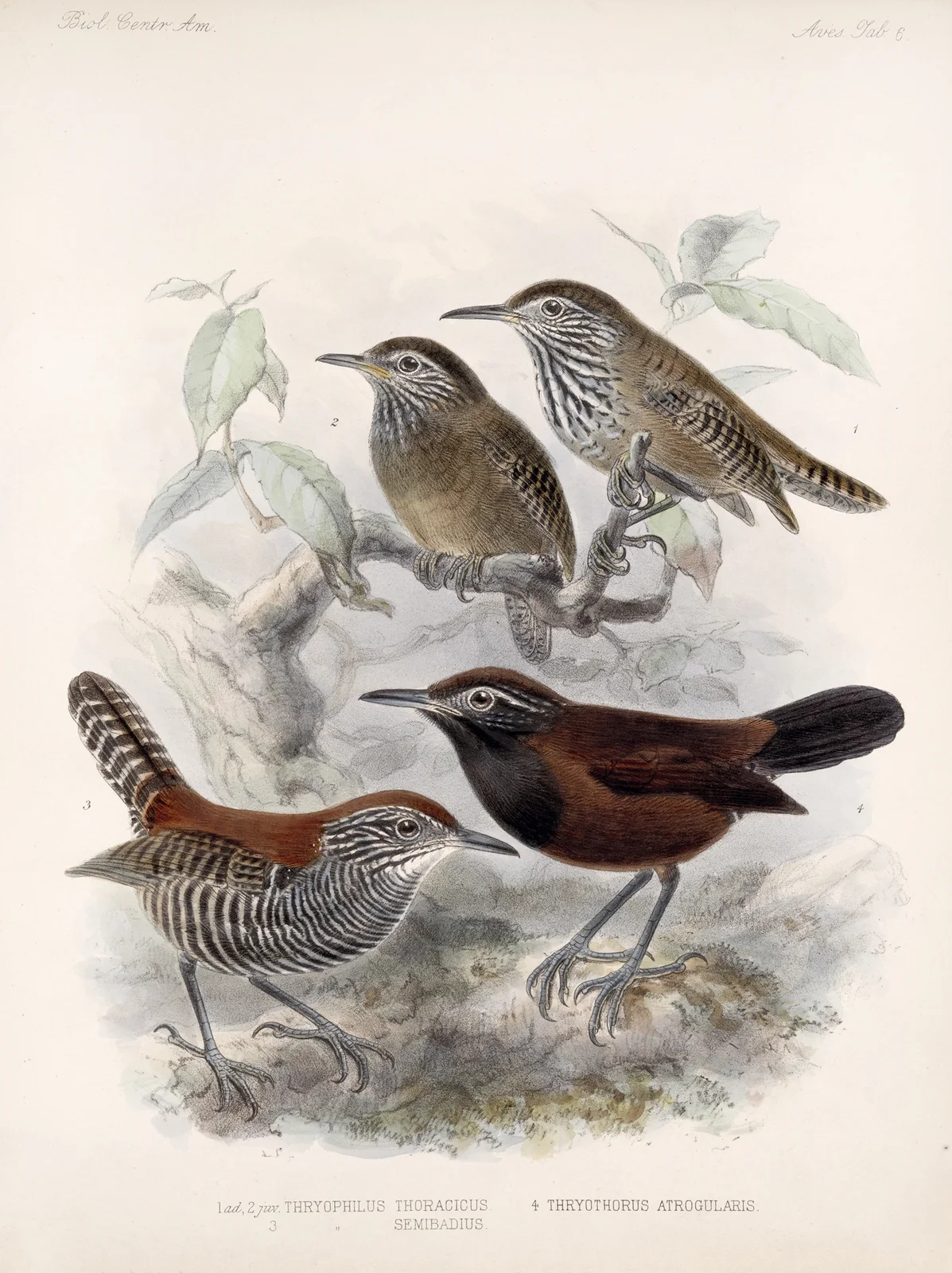Aves Pl 06 av Frederick DuCane Godman