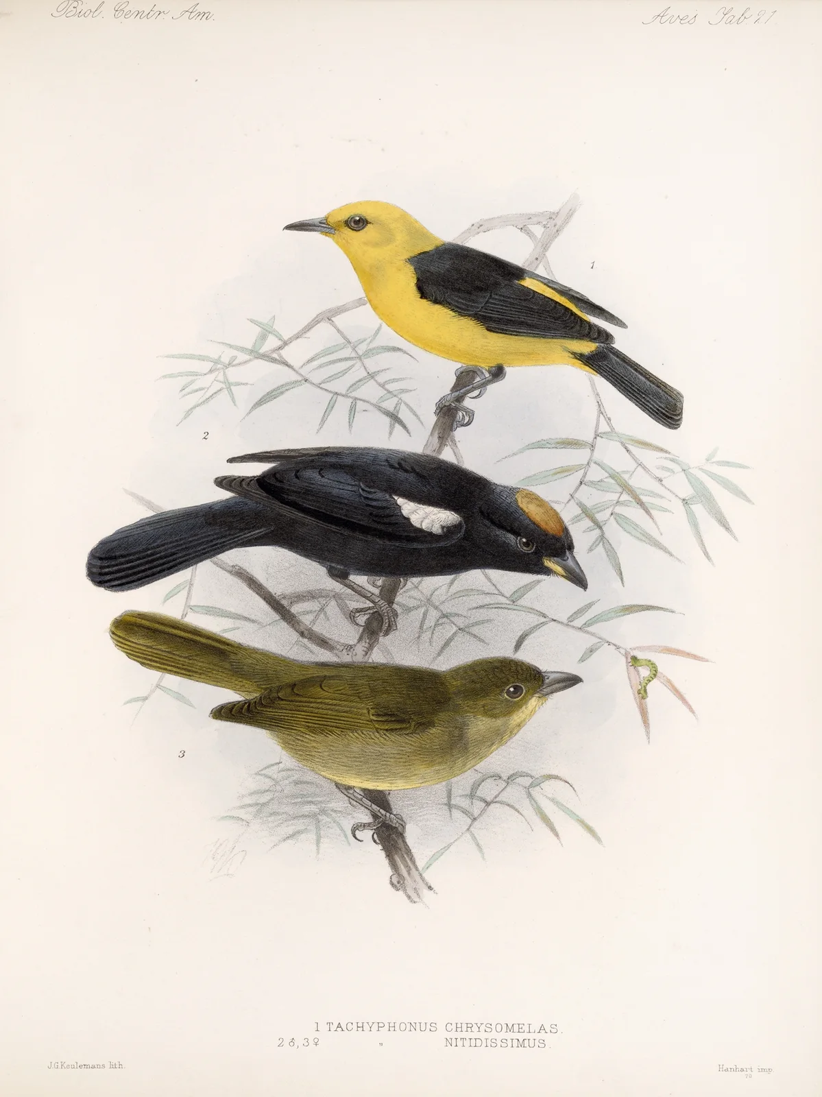Aves Pl 22 av Frederick DuCane Godman