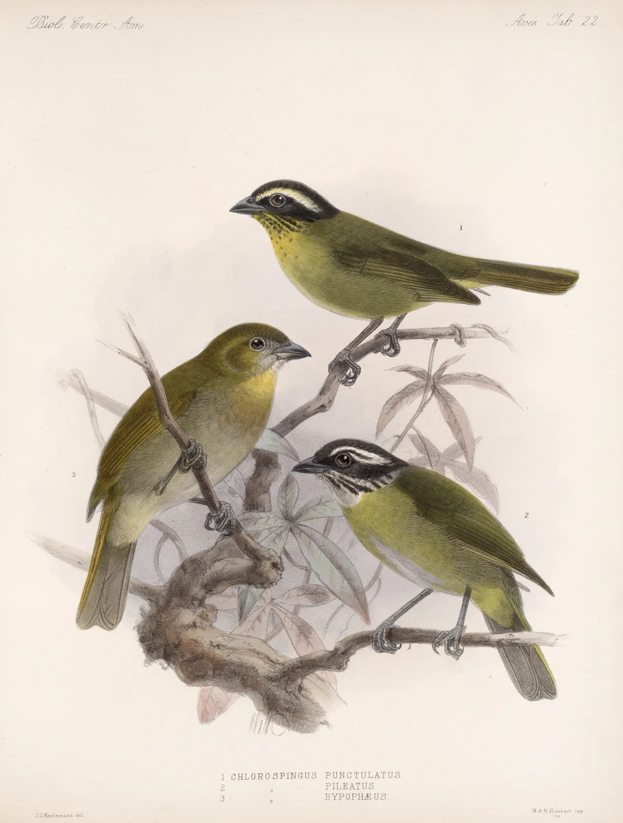 Aves Pl 23 av Frederick DuCane Godman