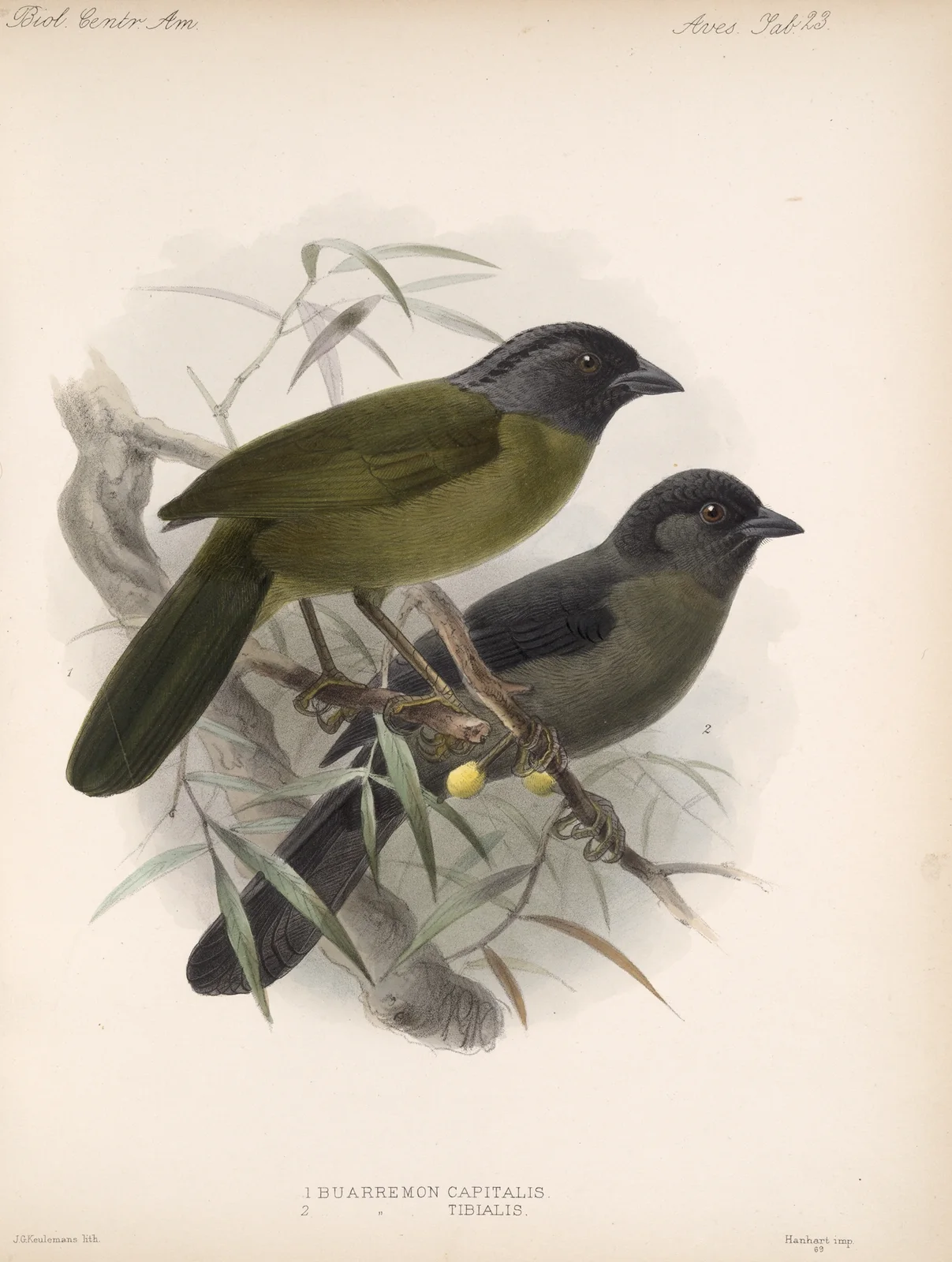 Aves Pl 24 av Frederick DuCane Godman