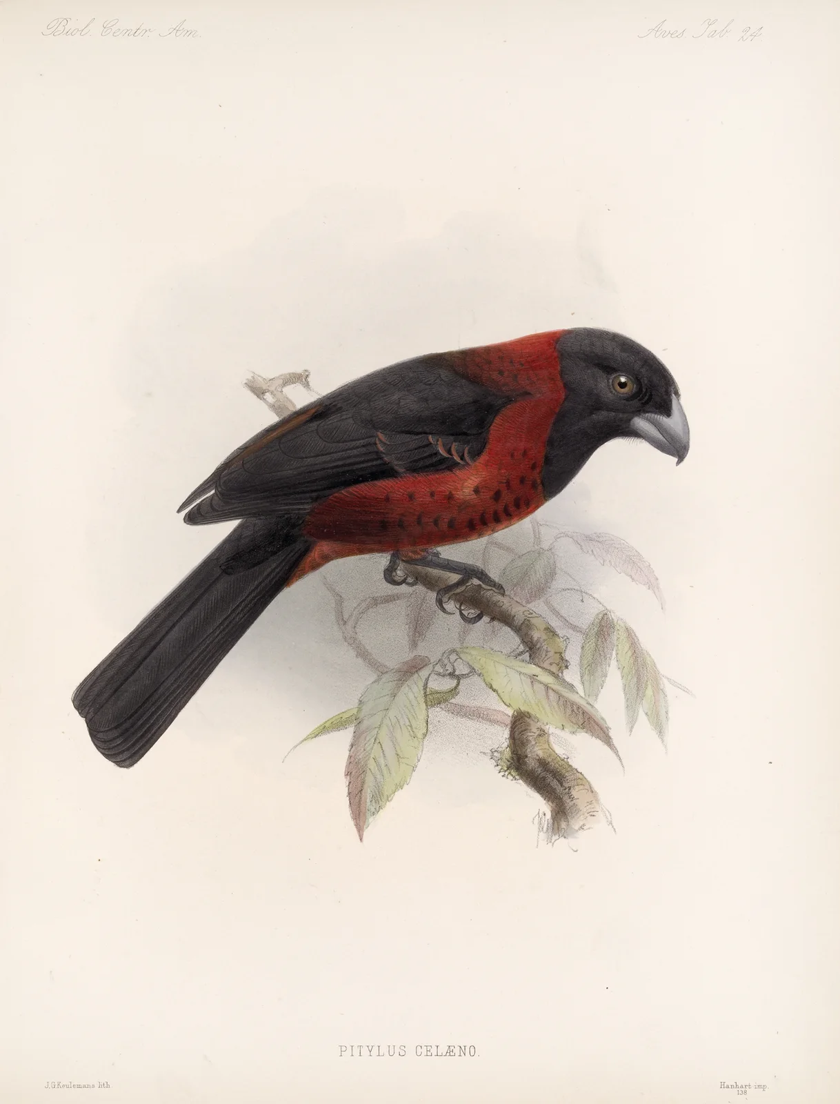 Aves Pl 25 av Frederick DuCane Godman
