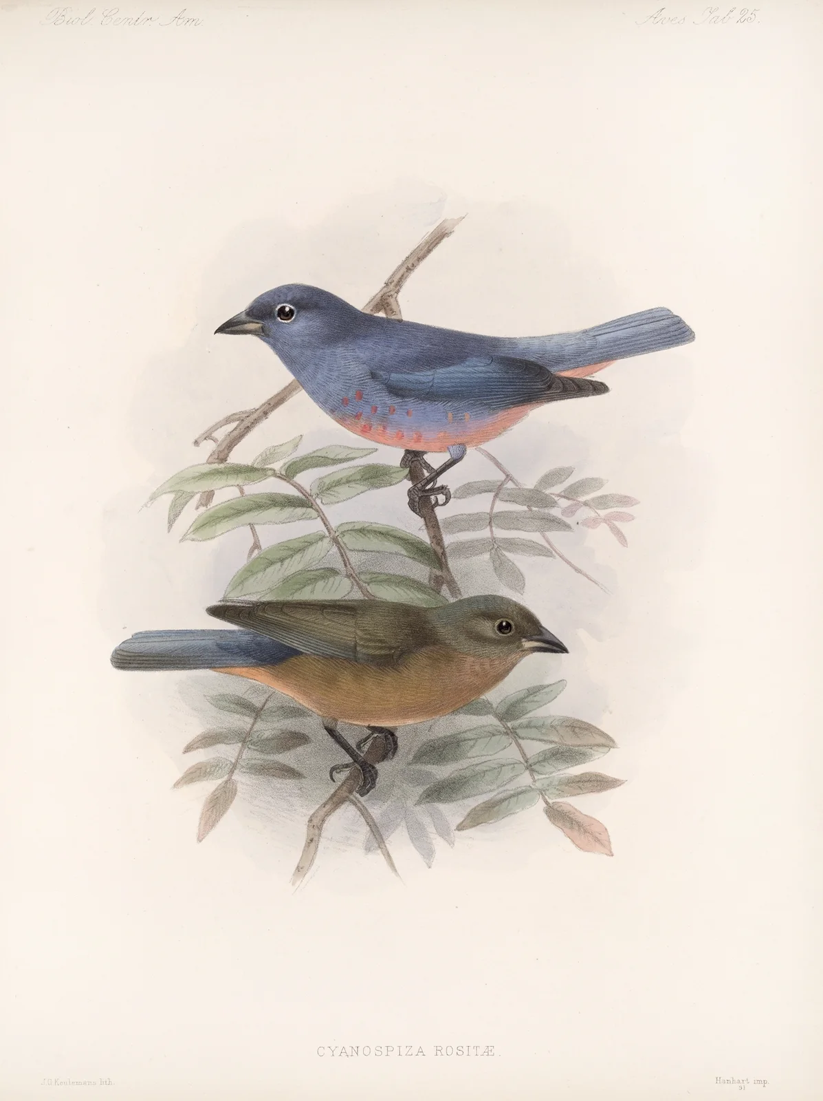 Aves Pl 26 av Frederick DuCane Godman