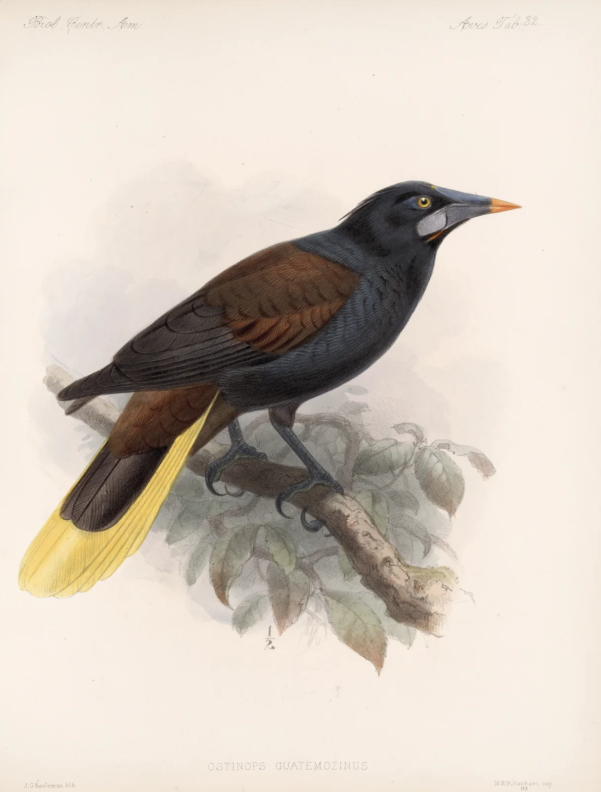 Aves Pl 33 av Frederick DuCane Godman